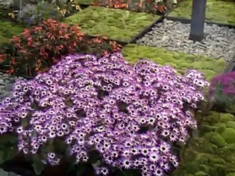 New01.mpg FLORIADE N2