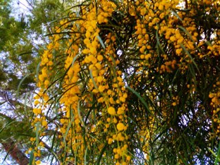 GENIOS MISTERIOSOS - ROSALIA DE C. - LADY HAGUA