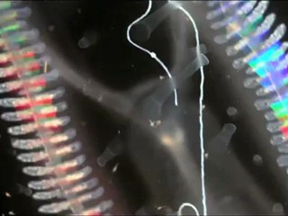 The Secret Life of Plankton-720p