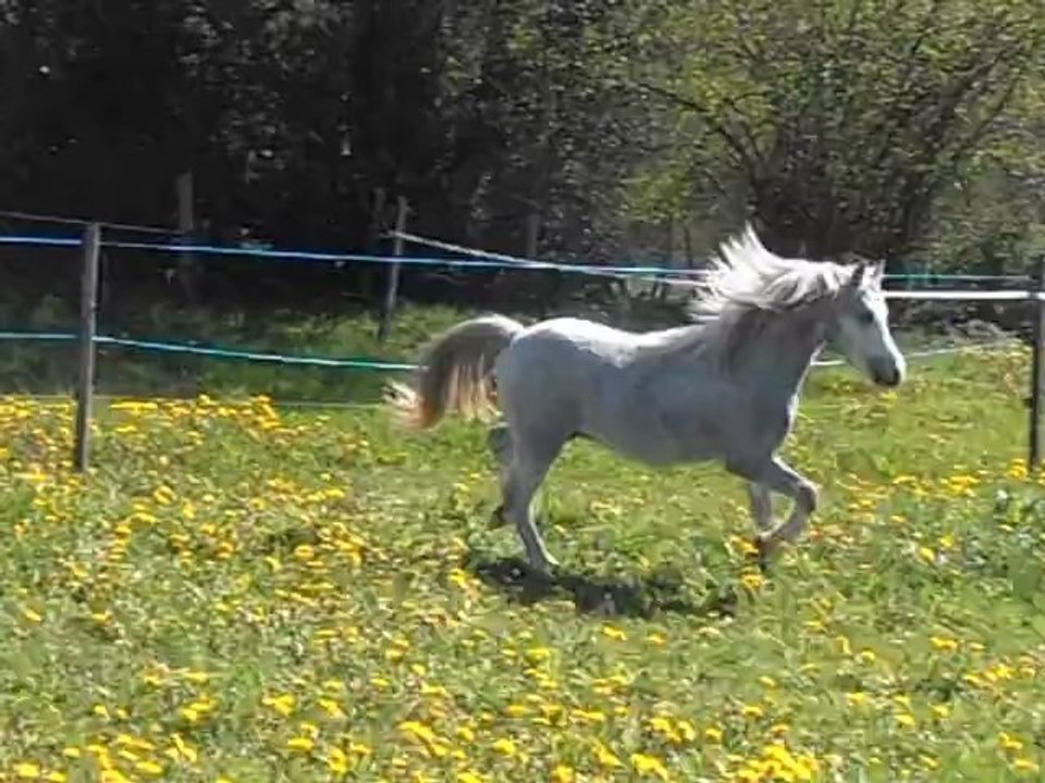 Vennebos Double Trouble, trot