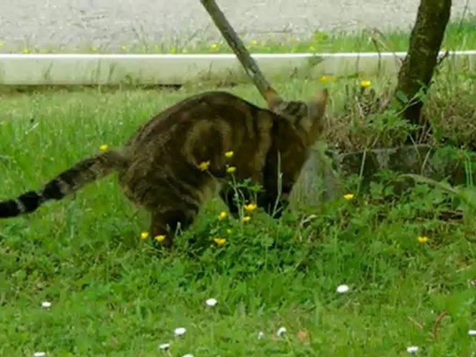 Petit chat