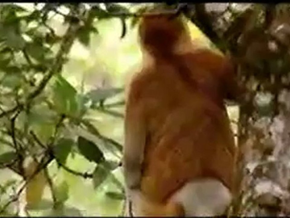 السياحة فى سلطنة برونواى