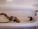 Yılan suda fareleri böyle boğuyor. (The Snake is killing mice in such)