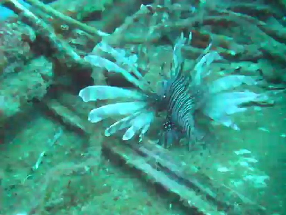 2012 05 08 Sur le Franjack un poisson-lion