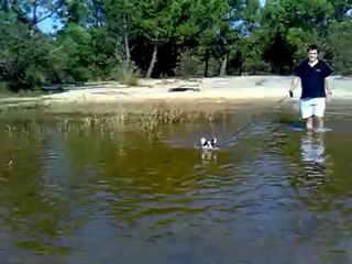 BOULEDOGUE FRANCAIS Eden