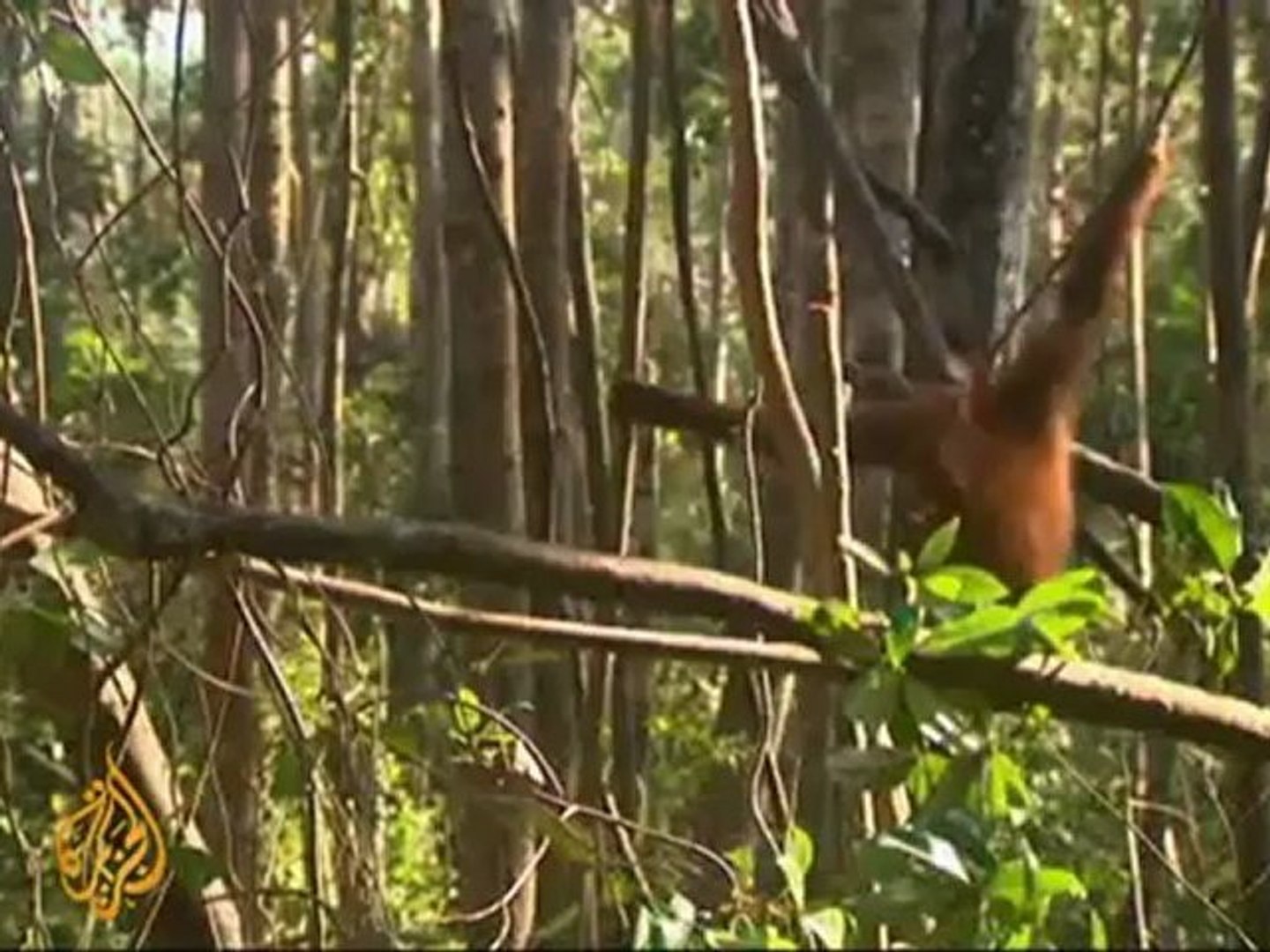 Indonesia's orangutans under threat