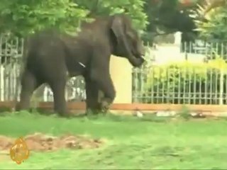 Two elephants rampage India's Karnataka