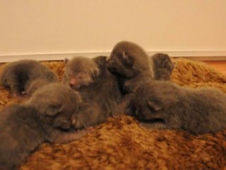 Félindra et ses bébés (deuxieme portée) 15-05-12