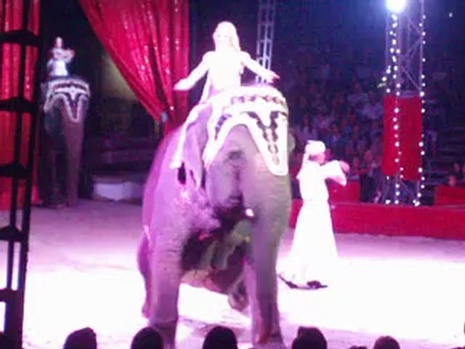 Eléphants