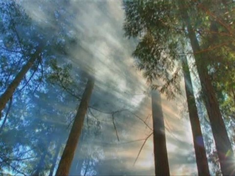 Dont Worry Be Happy - Bob Marley (Mustafa Dinç)