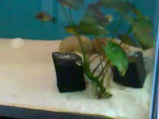 Snator 7d2e red rainbow kantalamba