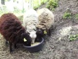 Les moutons du Talus vous donnent rendez-vous pour les Printemps d'Issy!