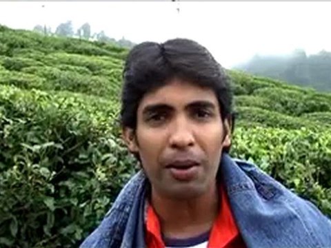 KANCHAN VIEW TEA GARDEN DARJEELING WEST BENGAL