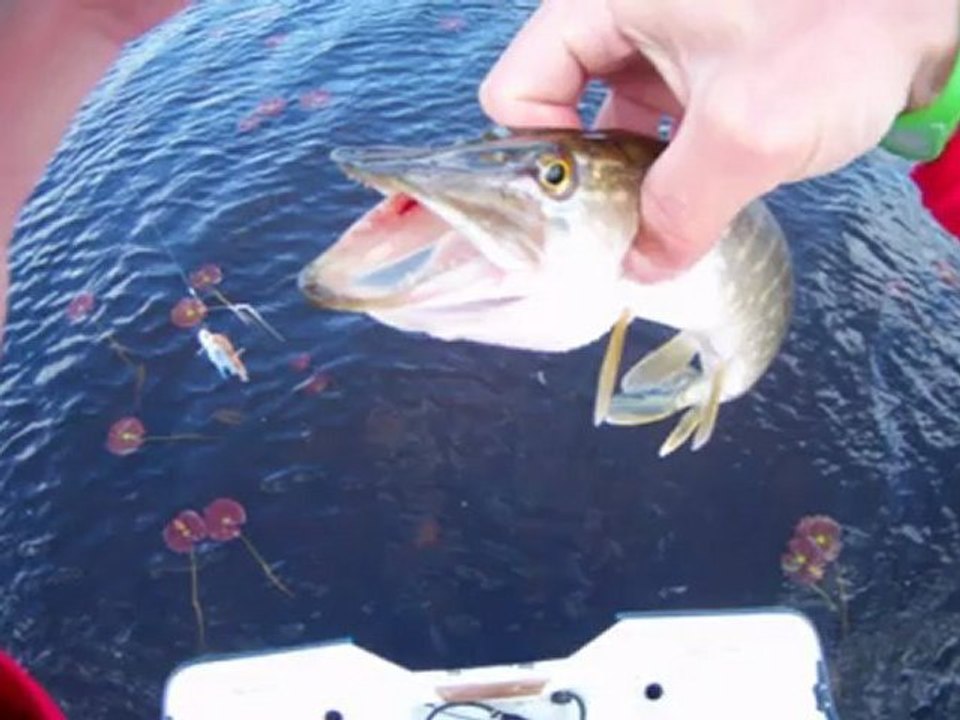 brochets au lac du bel air