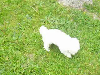 Les bétises de Câline 3 mois