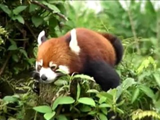 HIMALAYAN ZOOLOGLICAL PARK GANGTOK SIKKIM