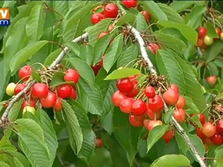 Download Video: Les premières cerises cueillies à Céret ont été envoyées à l’Elysée