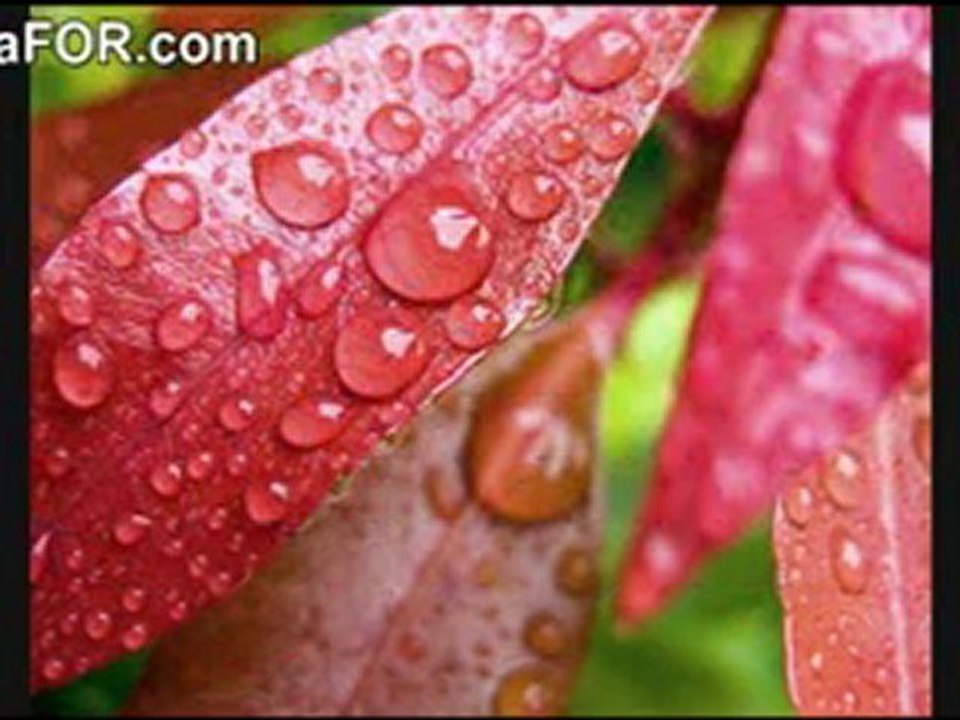 Celaleddin  ADA     "CAN  AHMEDİM  SULTANIM "    ( İlahi )