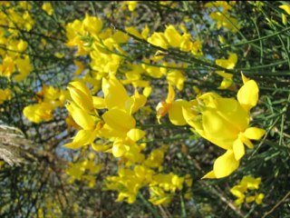 Parco san bartolo promozione anti incendio