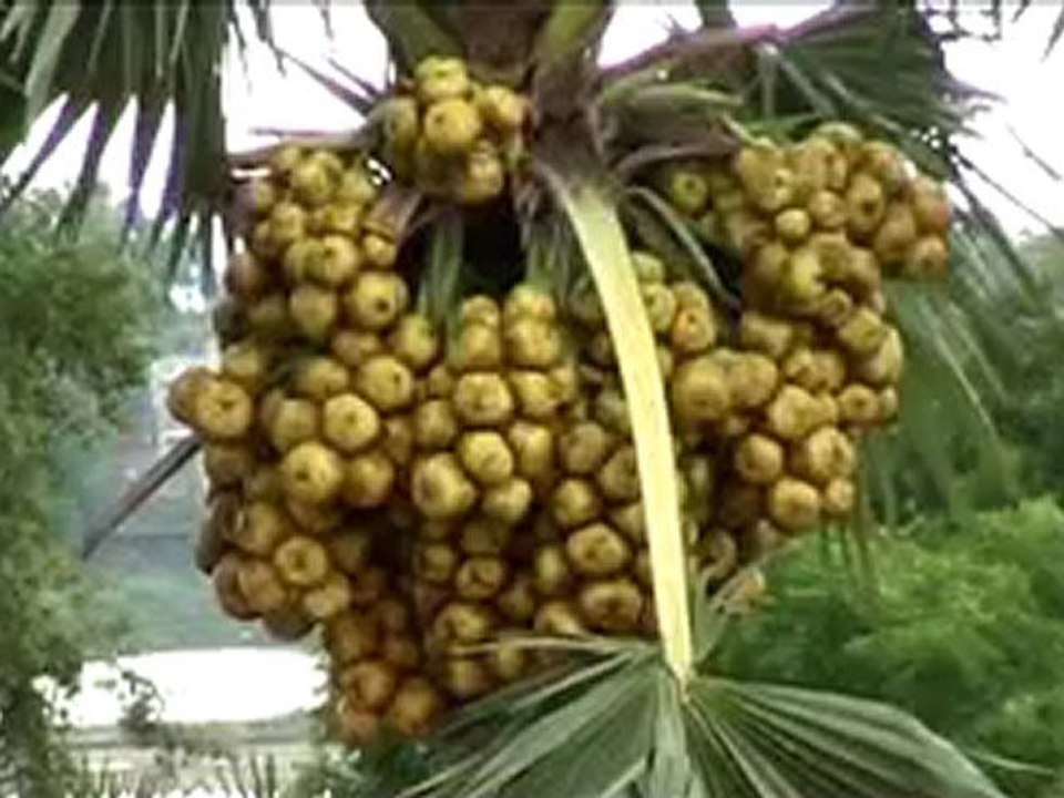 SUJATA GARH Bodh Gaya