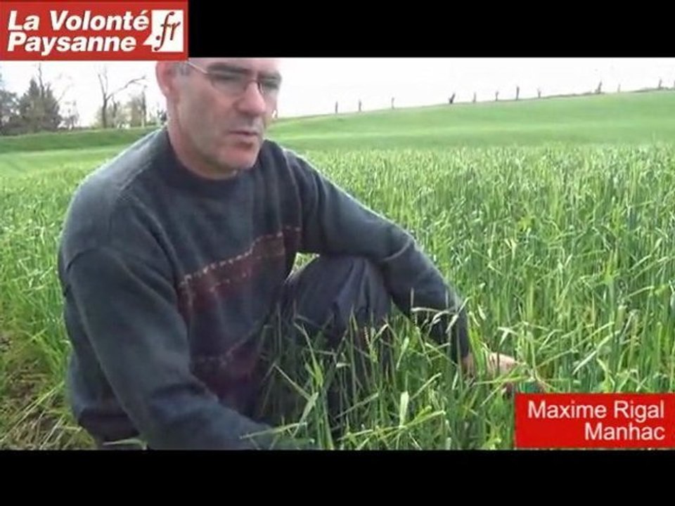 Aveyron : orage de grêle sur des céréales du Ségala