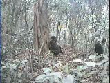 Nesli Tükenmek Üzere Olan Gorillerin Eşsiz Videosu!