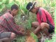 Agroforesterie à Madagascar : plantation dans des haies vives à Toliara