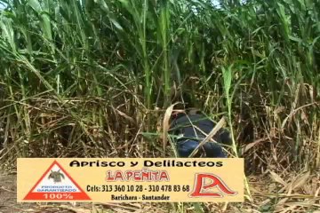 CERDOS Mayo 9 de 2012