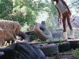 Beasts of the Southern Wild - Trailer (Englisch)