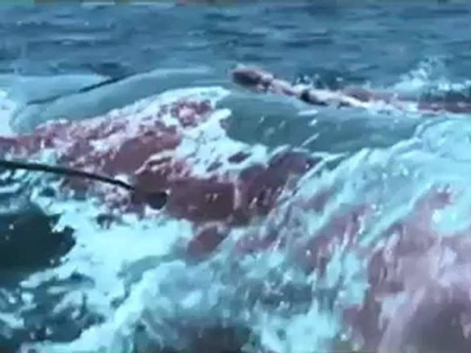 King of Devil's Island - Trailer (Deutsch)