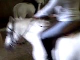 Mon premier cours d'équitation avec Lobo