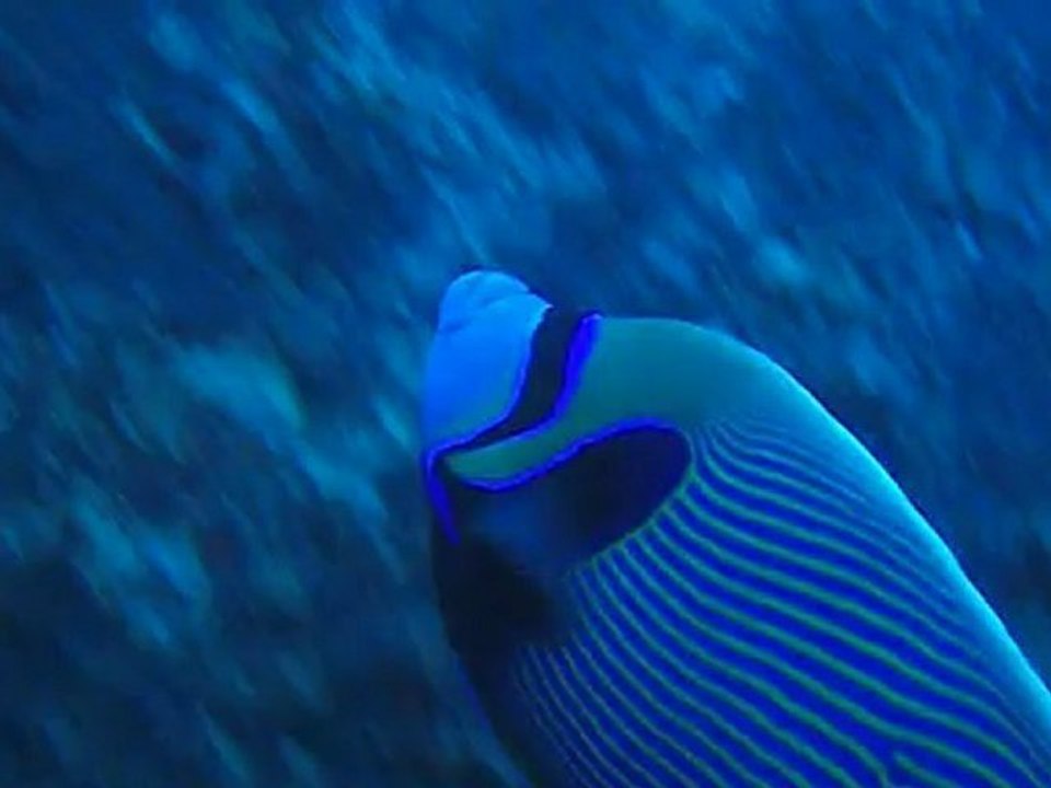 un empereur sur le sea venture