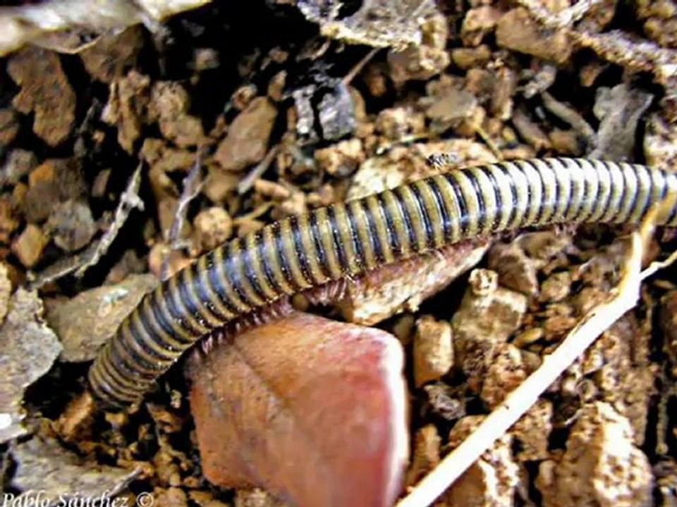 Artròpodes Adrian's