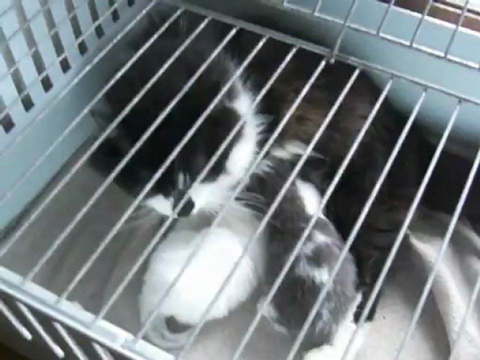 Lola et ses chatons