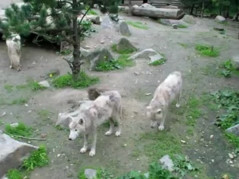 zoo amneville 7 mai 2012