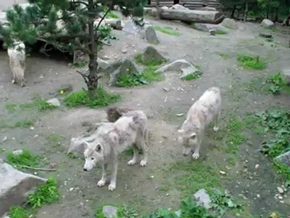 zoo amneville 7 mai 2012