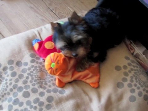 Happy Boy et ses joujoux 9 mai 2012