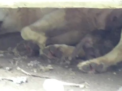 Louveteaux au Zoo Amnéville 07 05 2012