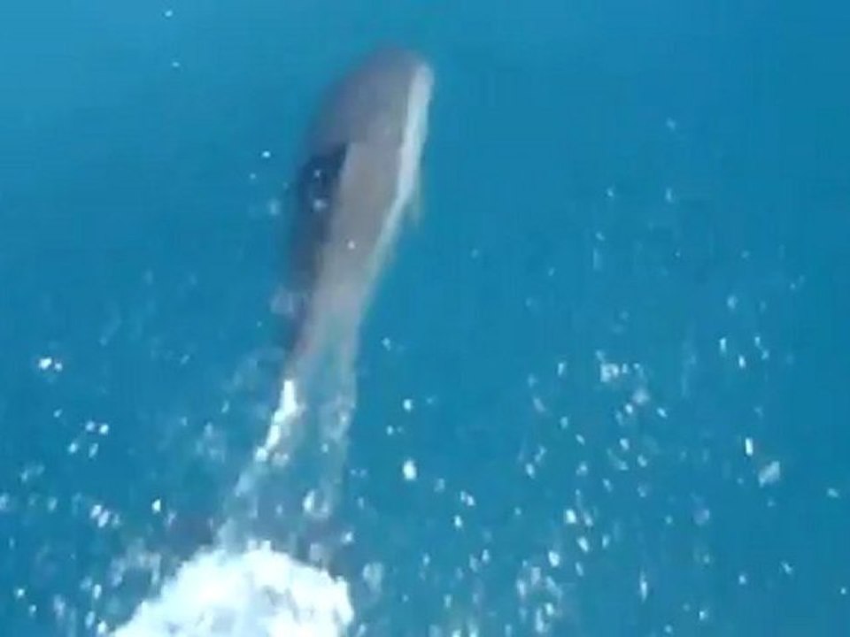 Les dauphins