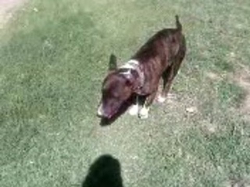 bull terrier