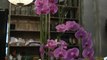 Déco Brico Jardinage : La décoration florale à domicile