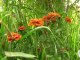 Déco Brico Jardinage : Les fleurs complémentaires dans un jardin