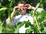 Déco Brico Jardinage : Cultiver les haricots maïs