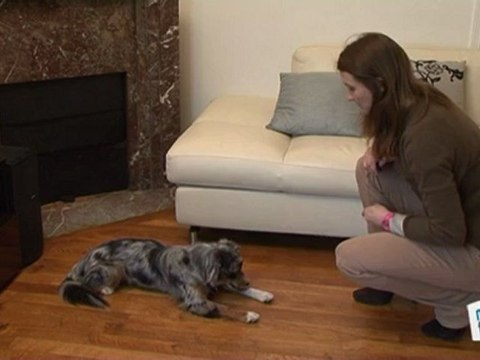 Vie Pratique : Apprendre à son chien à rester immobile