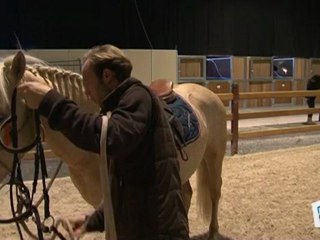 Sports Loisirs : Choisir son cheval en fonction de la discipline
