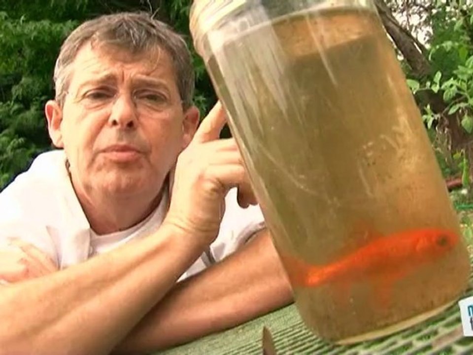Vie Pratique : Lutter contre les moustiques grâce aux poissons
