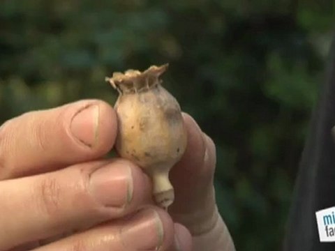 Déco Brico Jardinage : Récolter des graines et semences de fleurs ?