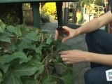 Déco Brico Jardinage : Comment bouturer une plante d'extérieur ?