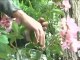 Déco Brico Jardinage : Conserver des fleurs coupées