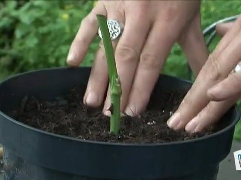 Comment bouturer un rosier ?